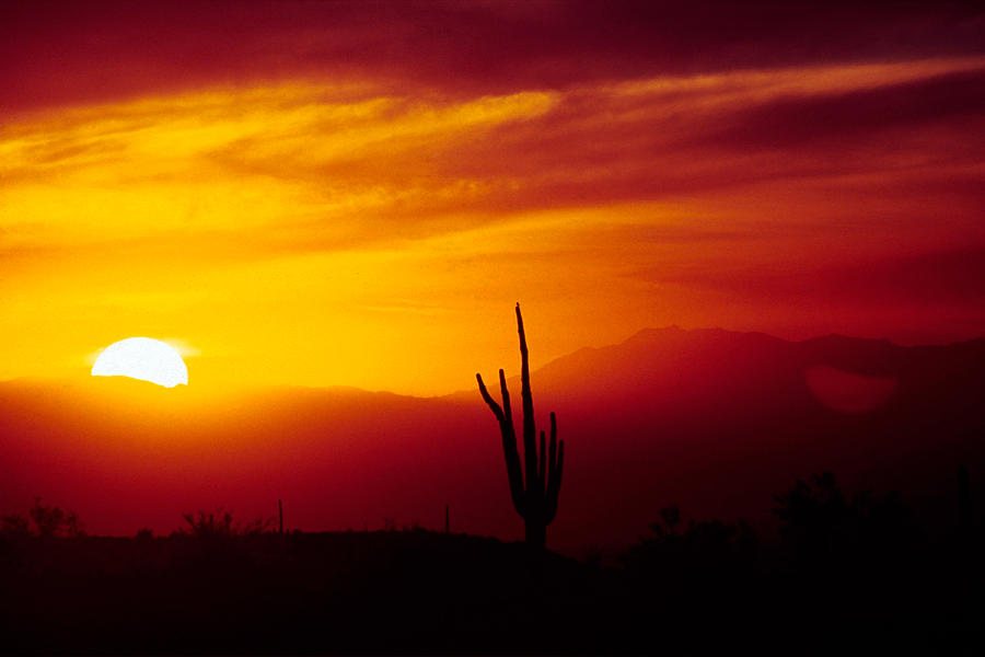 Saguaro Sunset Photograph by Randy Oberg