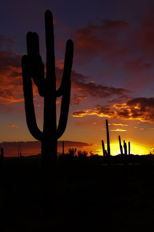 Saguaro Sunset Silhouette #2 Photograph by Susan Rissi Tregoning