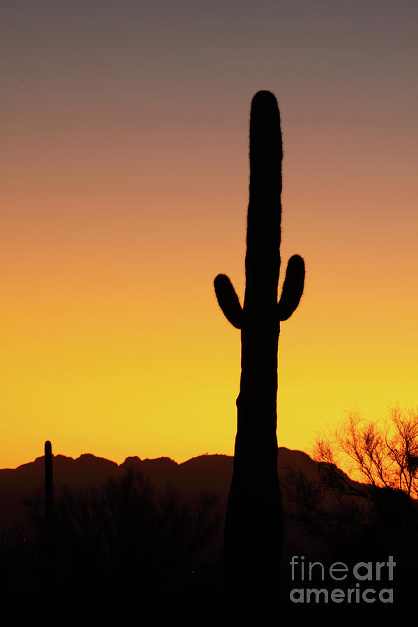 Saguaro Sunset Silhouette Photograph by Max Allen