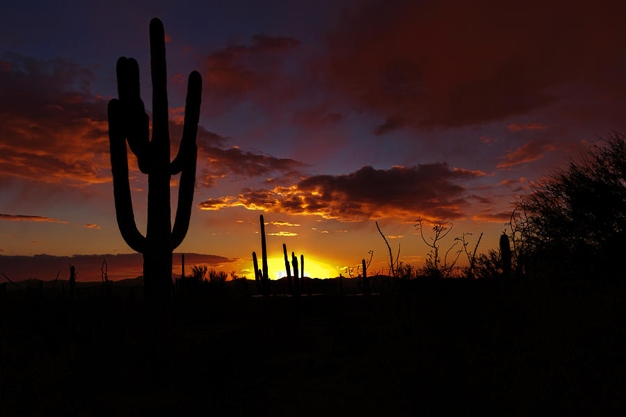 Saguaro Sunset Silhouette Photograph by Susan Rissi Tregoning