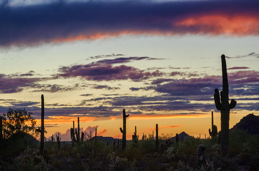 Saguaro Sunset Sonoran Style Photograph by Saija Lehtonen - Fine Art ...