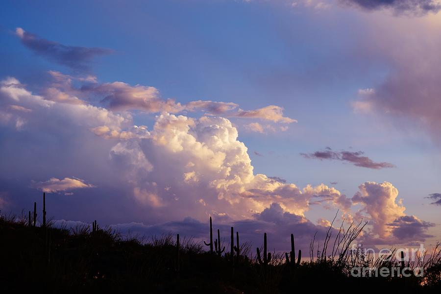 Saguaro Sunset Splendor Photograph by Janet Marie