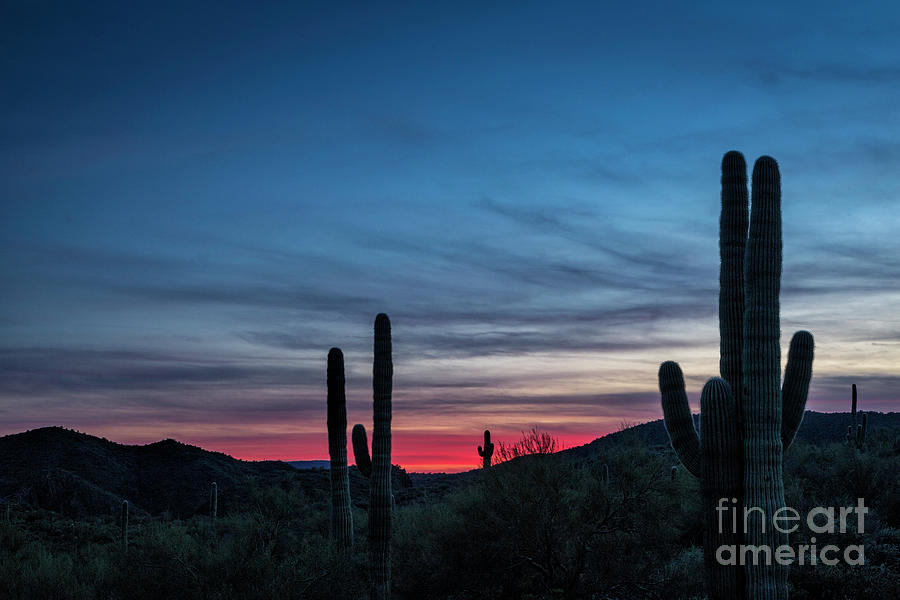 Saguaro Sunset Photograph by Timothy Hacker