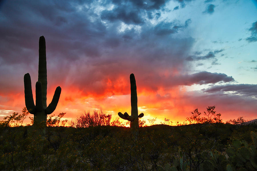 Saguaro Sunset Photograph by Trey Flynt - Fine Art America