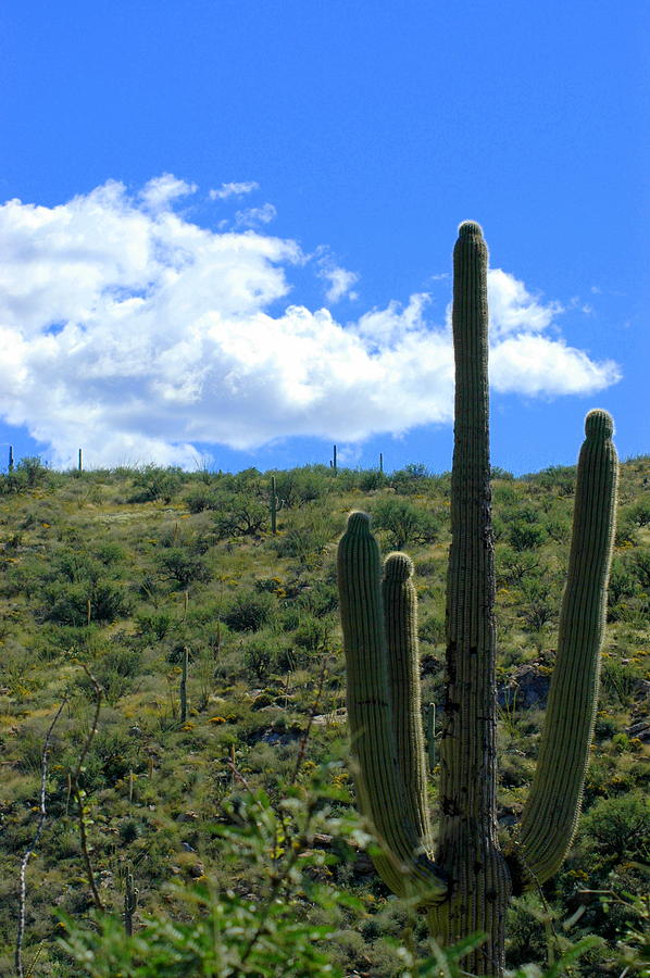 Saguaro Photograph by Teresa Stallings | Fine Art America