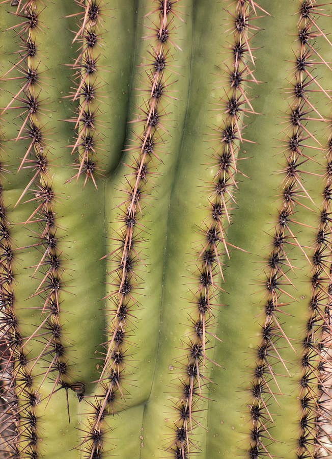 Saguaro Texture Photograph by Loree Johnson - Pixels