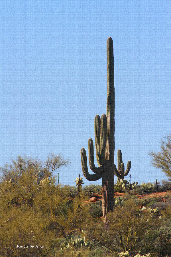 Saguaro   Photograph by Tom Janca