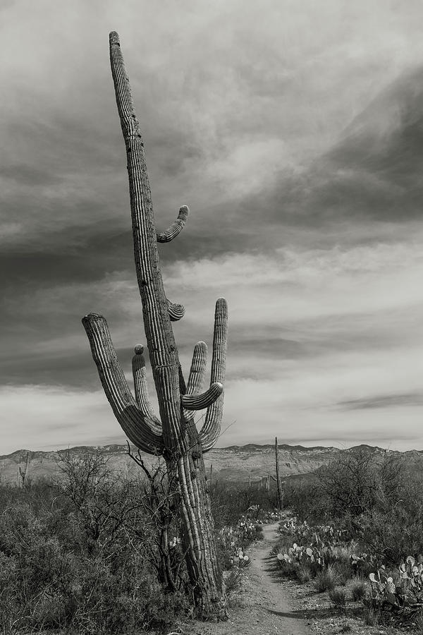 Saguaro National Park Photograph - Saguaro Trail by Joseph Smith