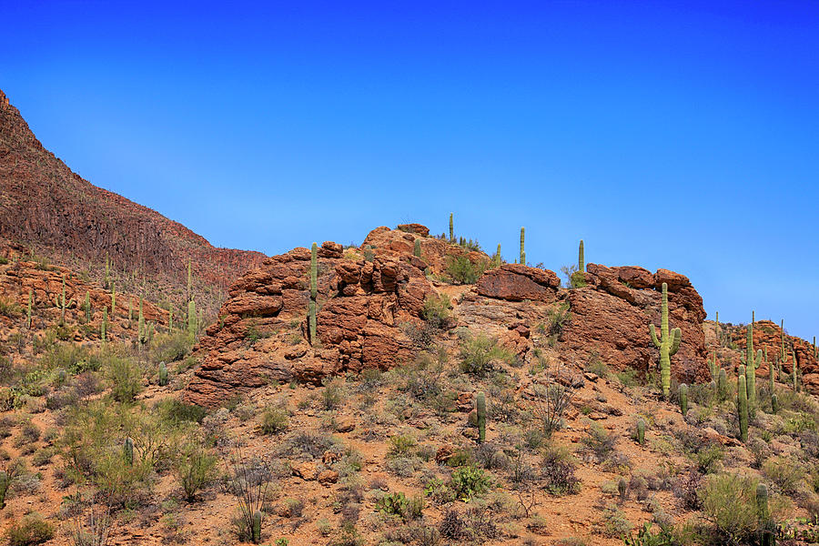 Saguaro Tucson Mountains Photograph by Chris Smith