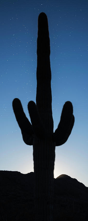Saguaro Twilight Arizona Photograph