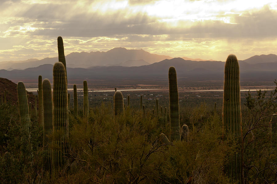 Saguaro Valley View Photograph by Susan Rissi Tregoning
