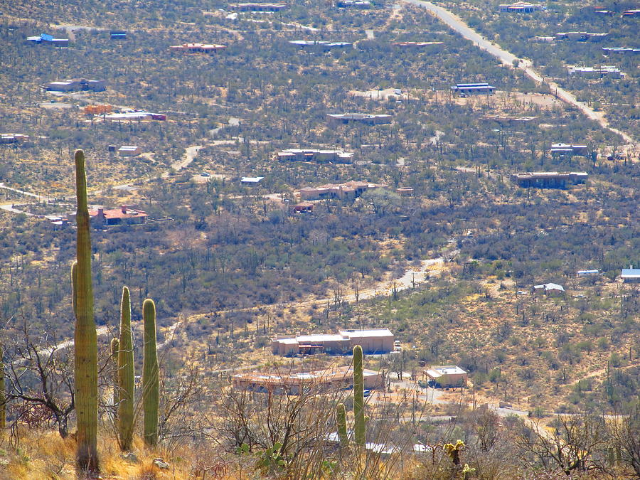 Saguaro Views Photograph