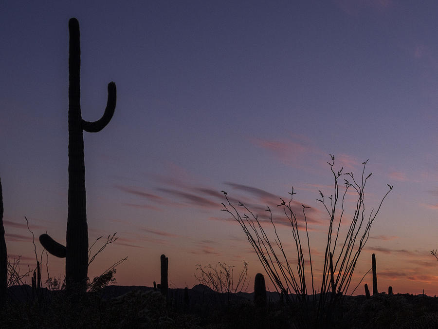 Saguaro Waving Goodbye Photograph by Jean Noren