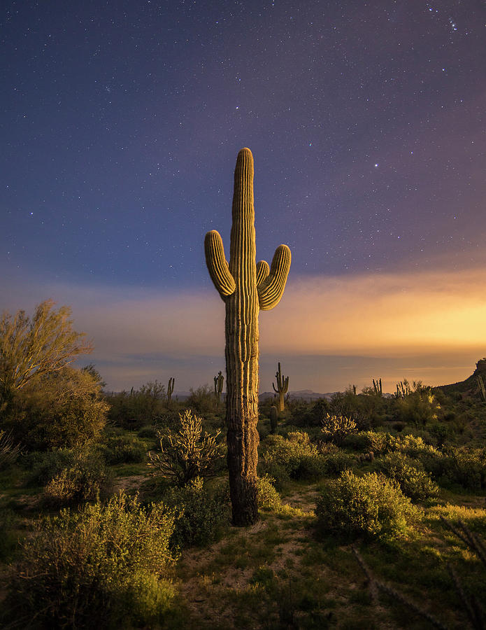 Saguaro by Whit Richardson Saguaro by Whit Richardson