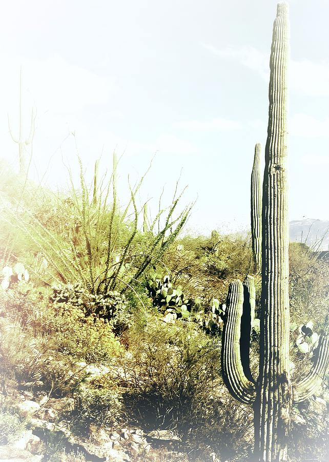 Saguaro with a Sun-Glow Photograph by Mary Pille - Pixels