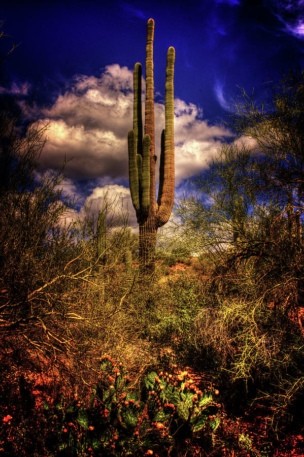 Saguaro with Clouds Photograph by Roger Passman