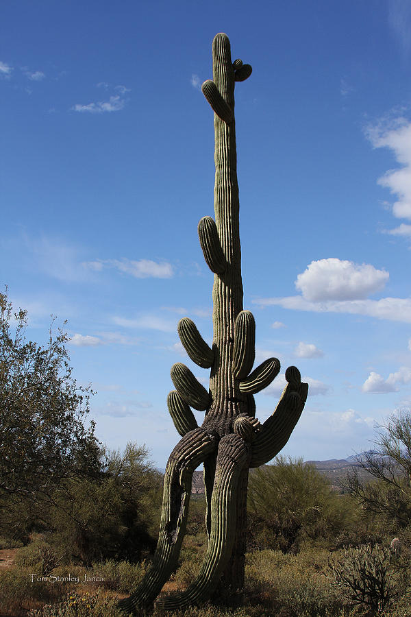 Saguaro With Extra Legs Photograph by Tom Janca - Fine Art America