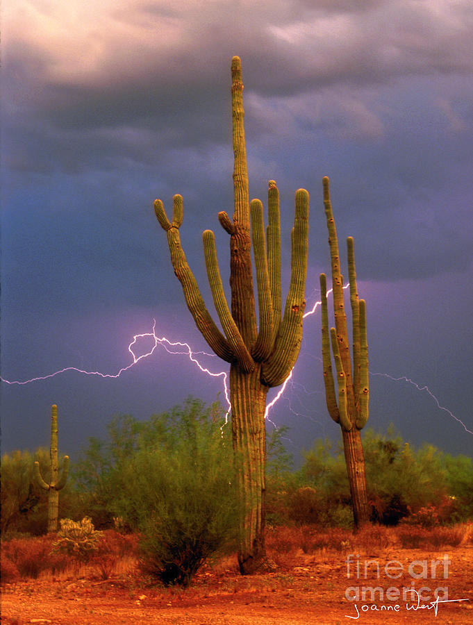 Saguaro with Lightning AZ Photograph by Joanne West