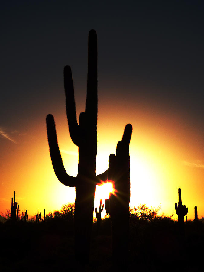 Saguaro with Sun Star Photograph by Alan Socolik