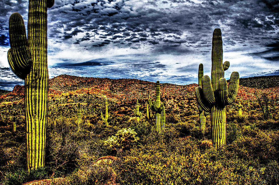 Saguaros after Spring Rain Photograph by Roger Passman