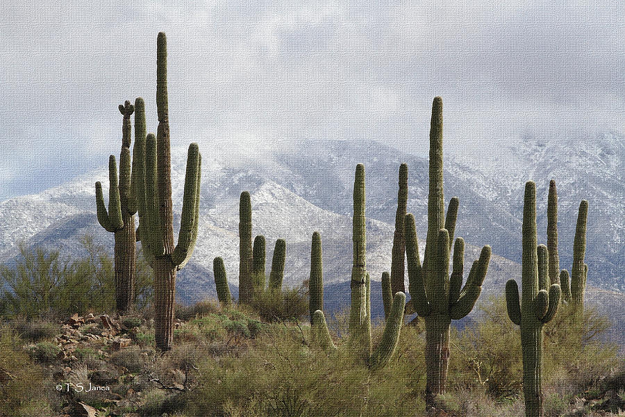 Saguaros After The Storm Digital Art by Tom Janca