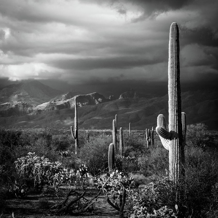 Saguaros and Catalinas Photograph by Al White