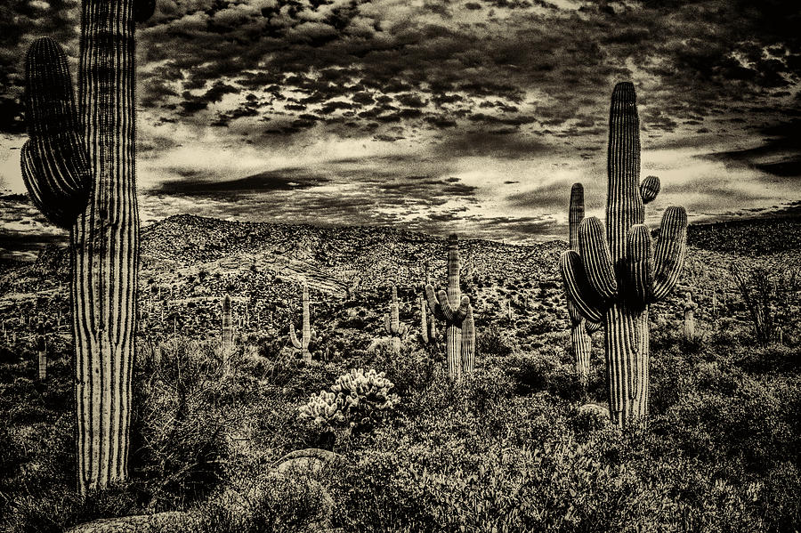 Saguaros and Clouds Photograph by Roger Passman