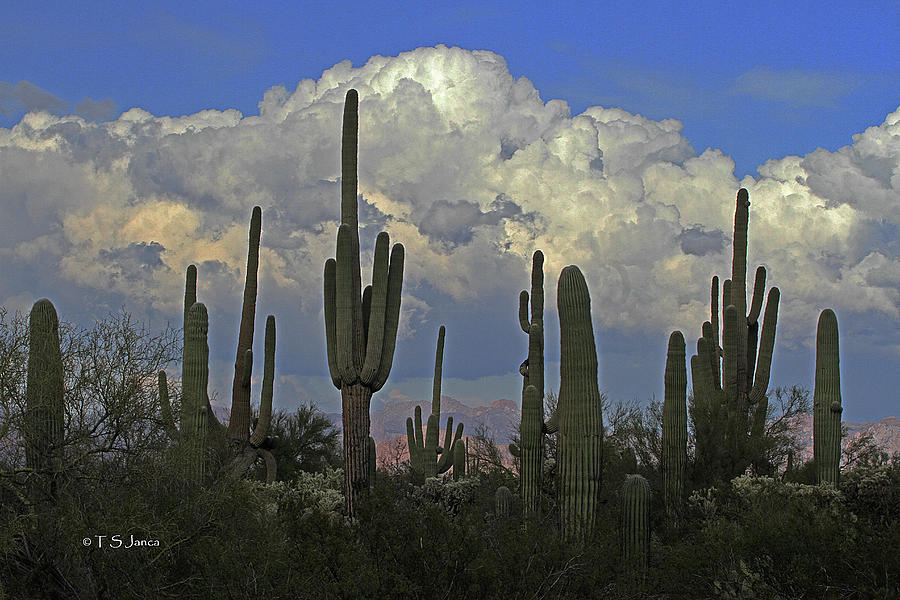 Saguaros And Clouds Digital Art by Tom Janca