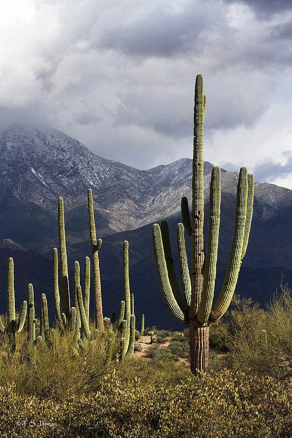 Saguaros And Four Peaks Digital Art by Tom Janca
