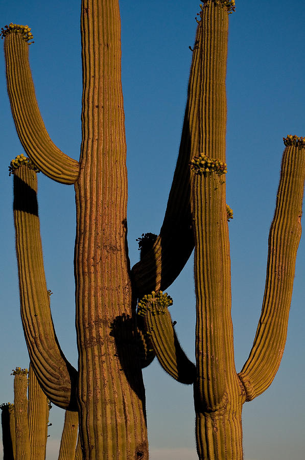 Saguaros at Dusk Photograph by Kevin Munro