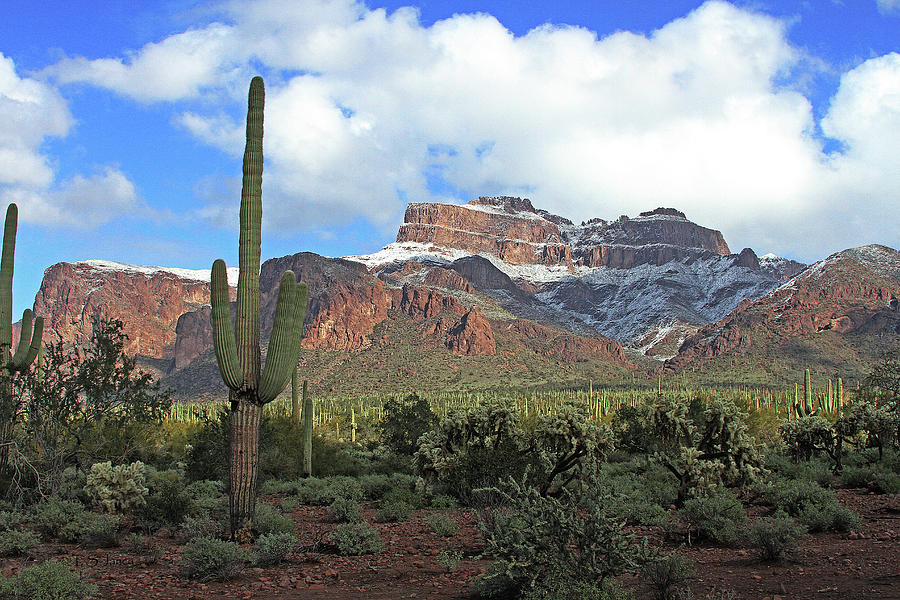 Saguaros Cholla Superstition Mountains Photograph by Tom Janca