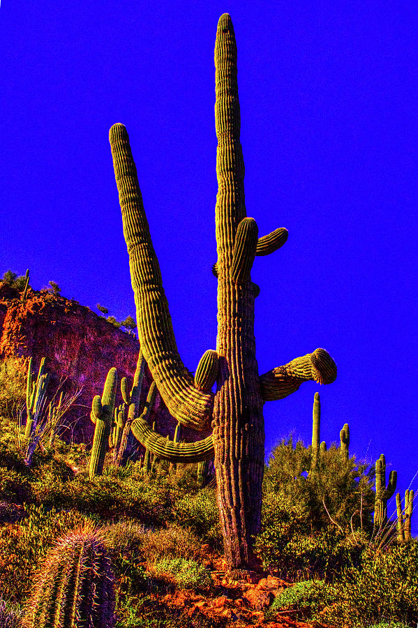 Saguaros Everywhere Photograph by Roger Passman