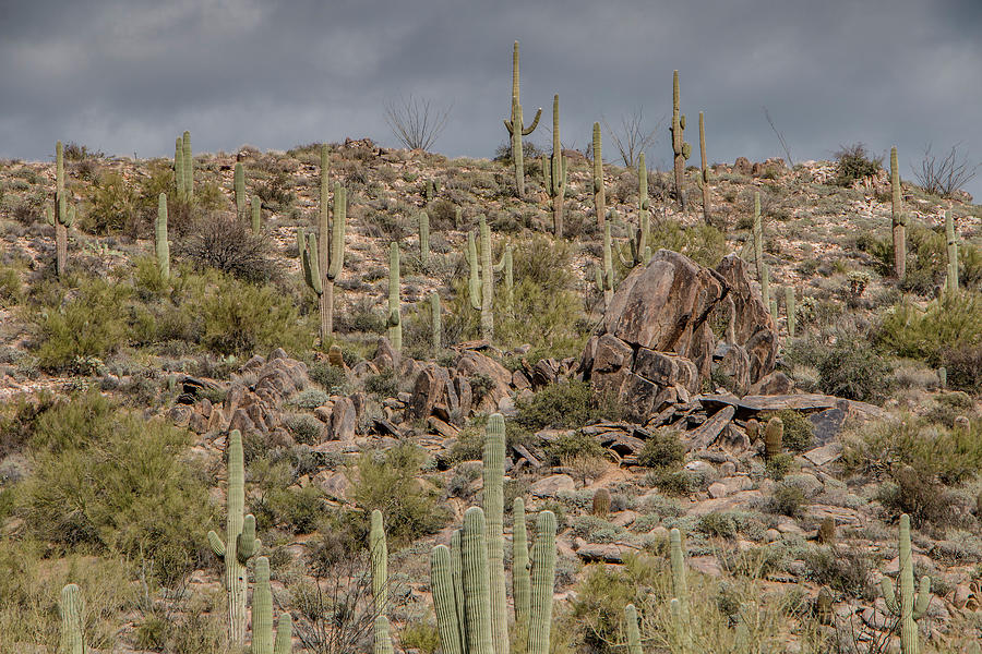 Saguaros on the Hill Photograph by Teresa Wilson