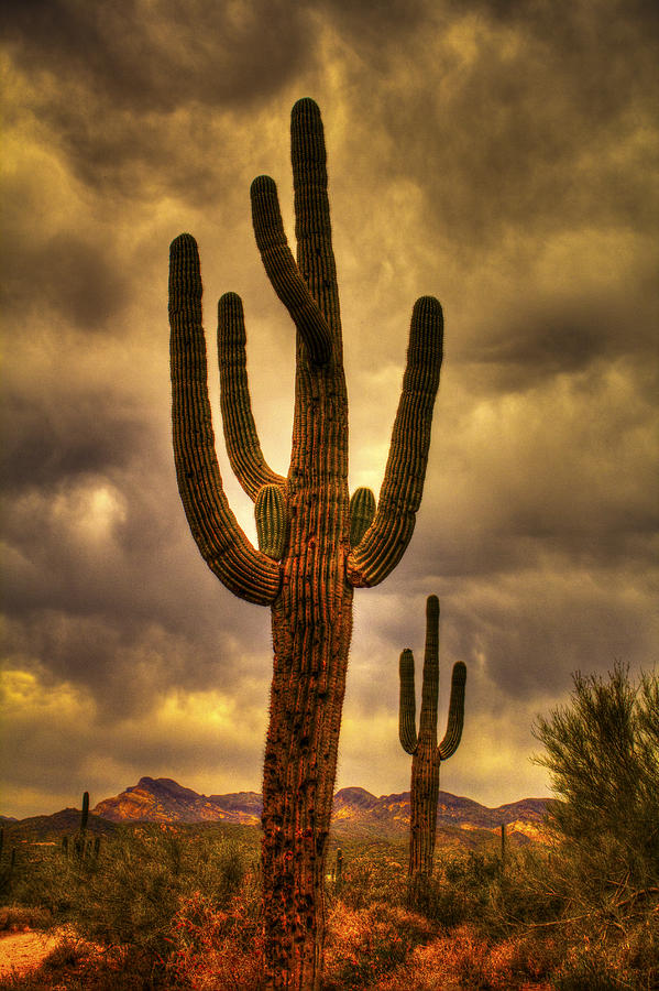 Saguaros on the Sonoran Late Afternoon Photograph by Roger Passman
