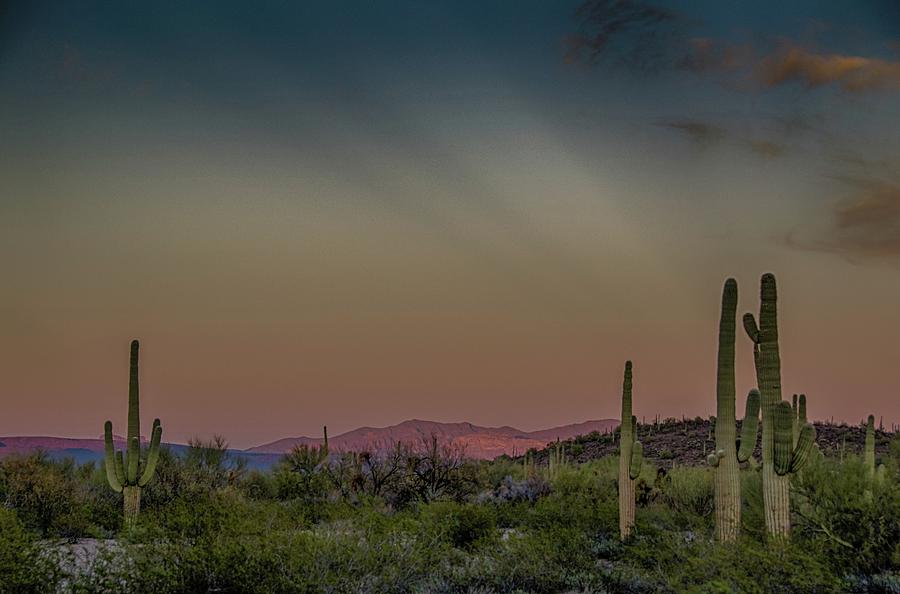 Saguaros salute rays rising Photograph by Gaelyn Olmsted