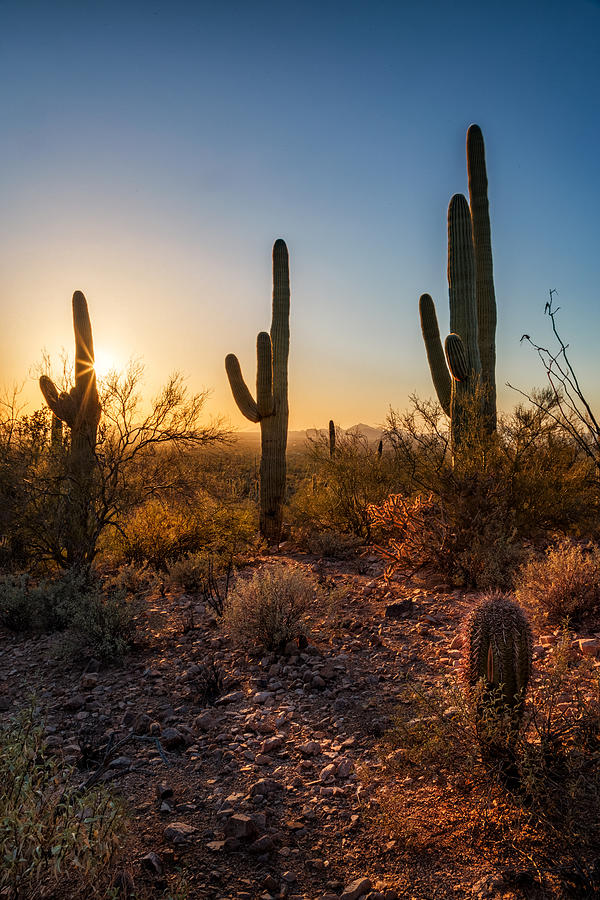 Saguaros Sunset Photograph by Alex Mironyuk