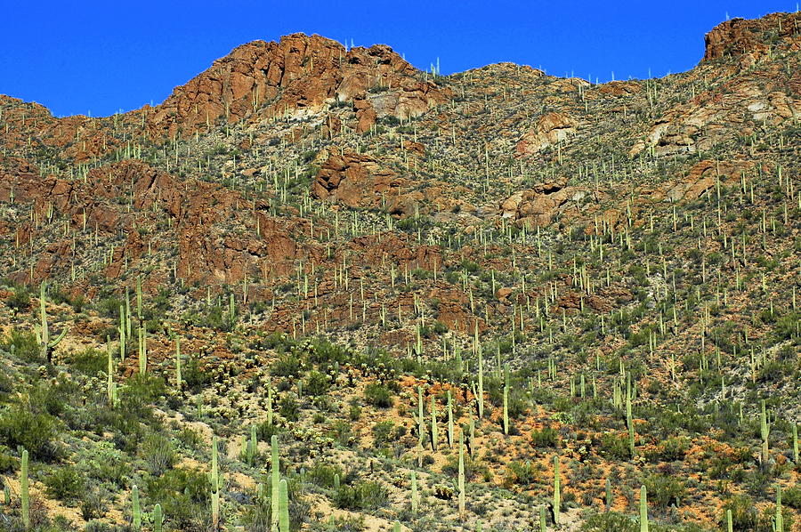 Saguaros Photograph