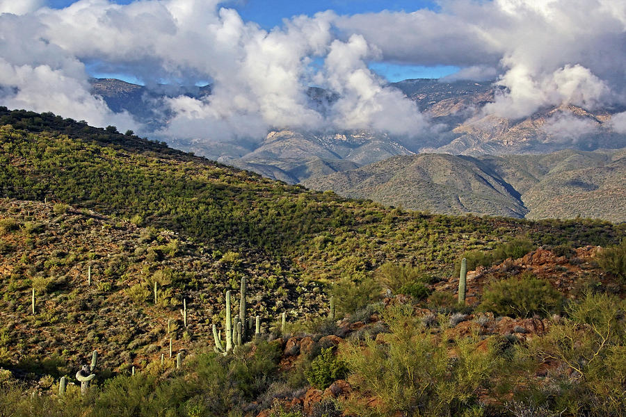 Saguarros and Mountains Photograph by Theo OConnor