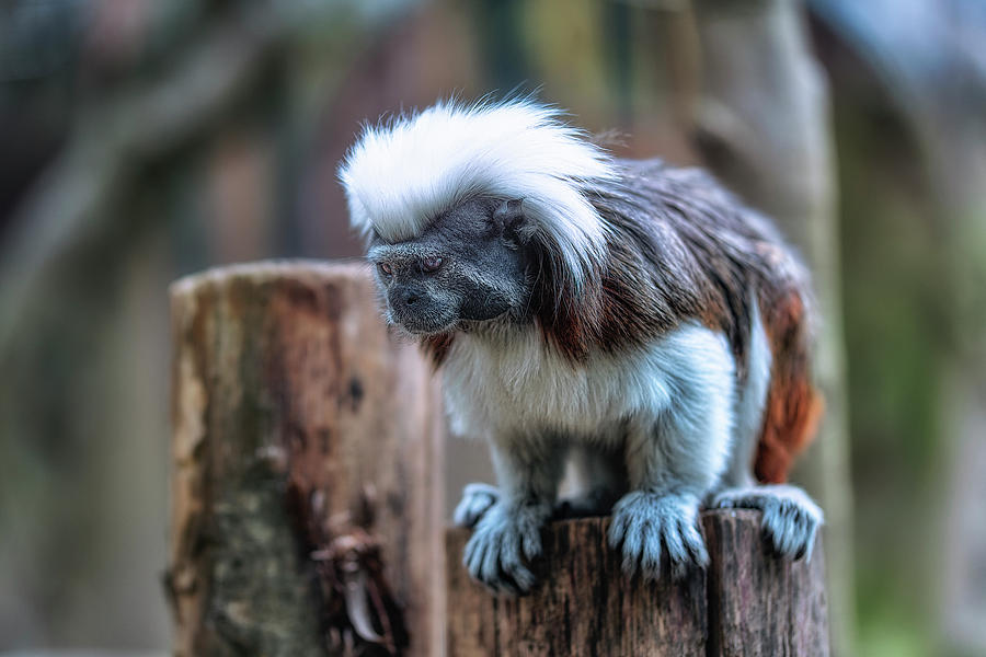 Saguinus oedipus by Traven Milovich Saguinus oedipus by Traven Milovich