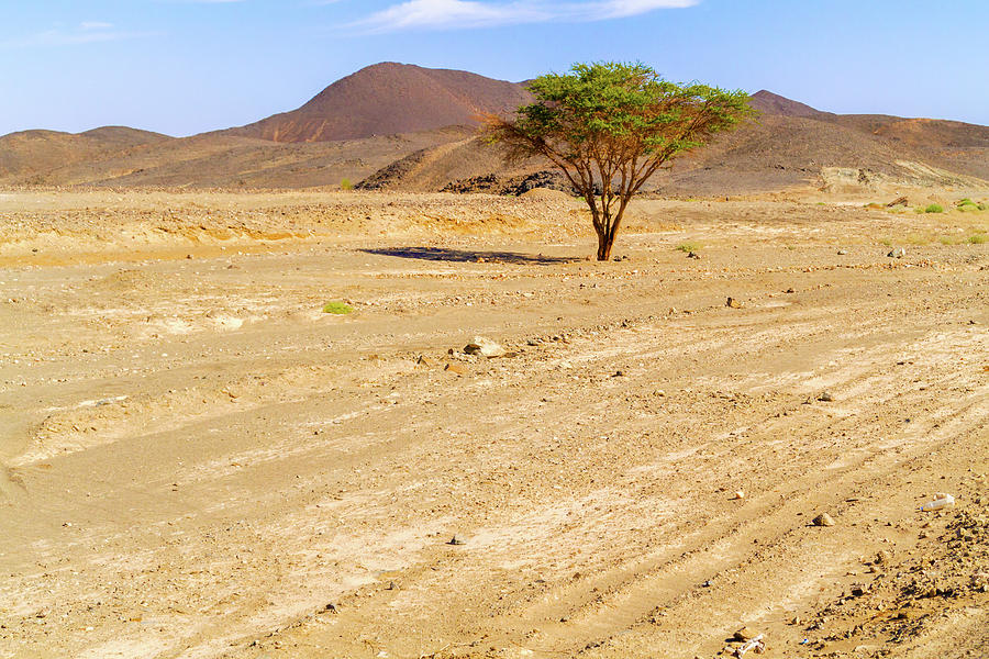 Sahara desert landscape in Sudan near Wadi Halfa. Photograph by Marek Poplawski