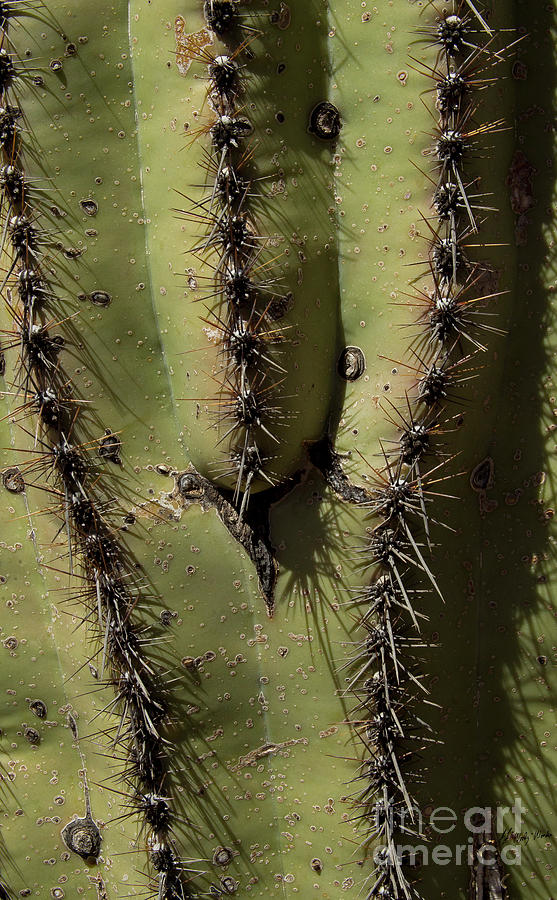 Sahuaro Cactus-signed-#2396 Photograph
