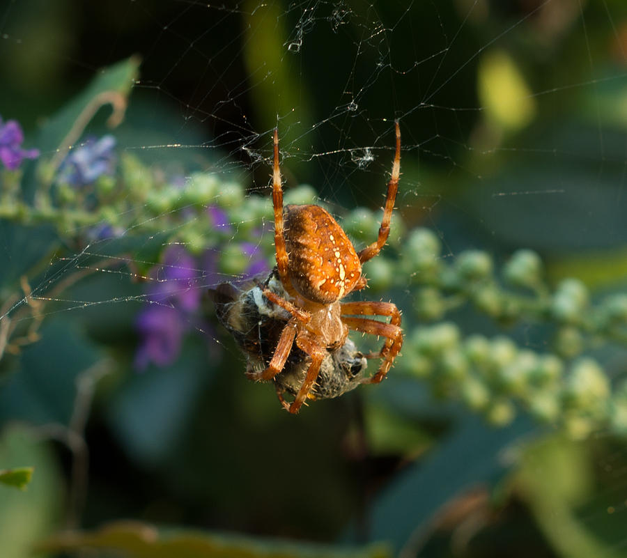 Spider Photograph - Dinner by Marilyn Wilson