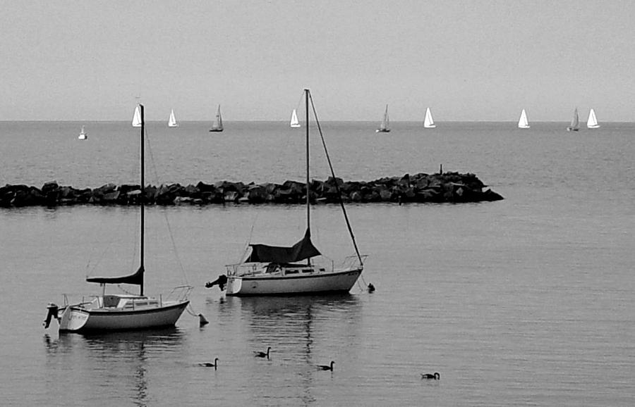 Sailboats and ducks b-w Photograph by Anita Burgermeister