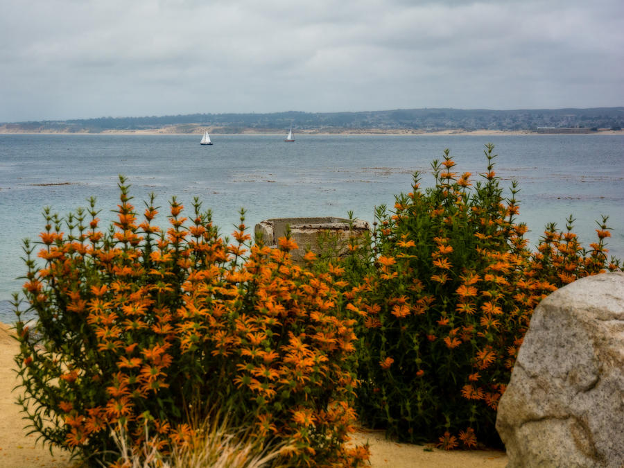 Sailboats and Orange flowers Photograph by Joan Baker