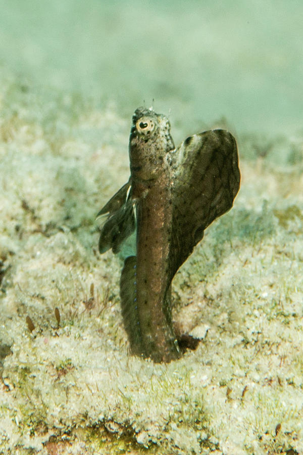 Sailfin Blenny Photograph by Robert Wrenn - Pixels