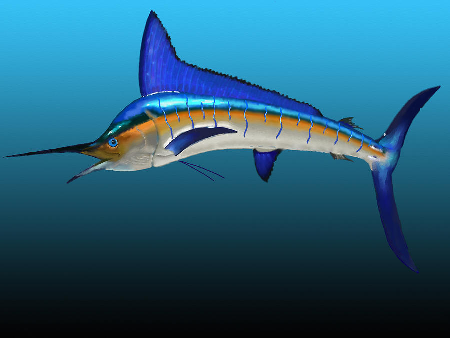 Fish Digital Art - Sailfish in turquoise by Pedro Cardona Llambias