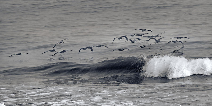 Pelican Photograph - Sailing Along by Betsy Knapp