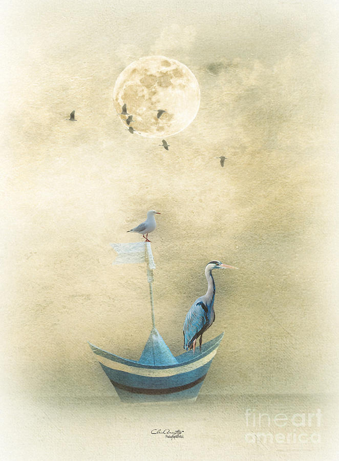 Bird Painting - Sailing by the Moon by Chris Armytage