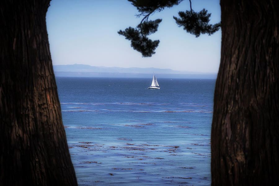 Sailing in Santa Cruz Photograph by Marnie Patchett