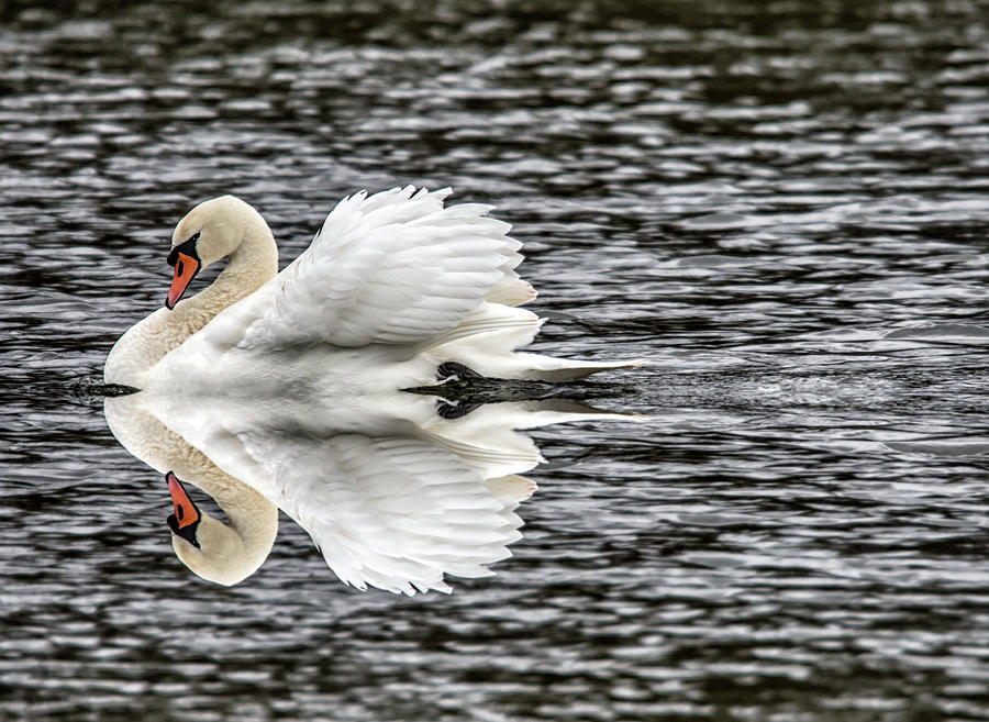 Sailing Swan Reflection Photograph By Cliff Norton Fine Art America 